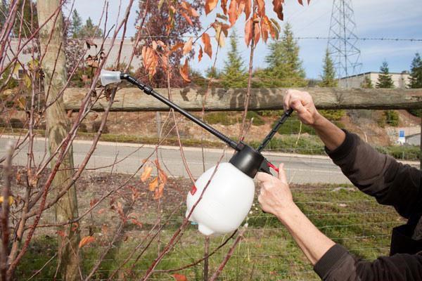 traitement du jardin au début du printemps