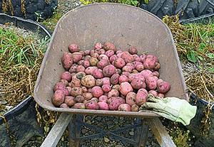 Preparar patatas para almacenar