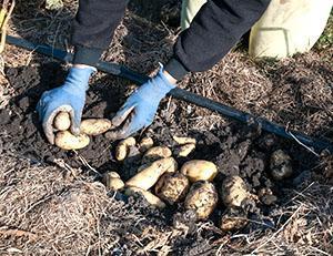 Récolter des pommes de terre sous paille