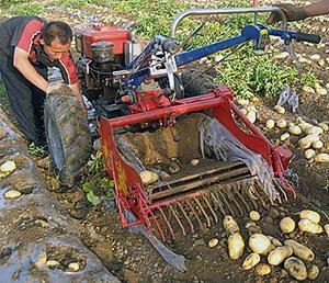 Creuser des pommes de terre avec un tracteur à conducteur marchant