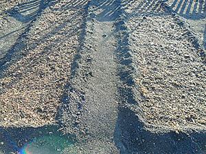 Preparando el sitio de plantación para zanahorias.