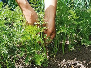 Cuidado del jardín de zanahorias