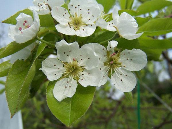 fleurs de poire