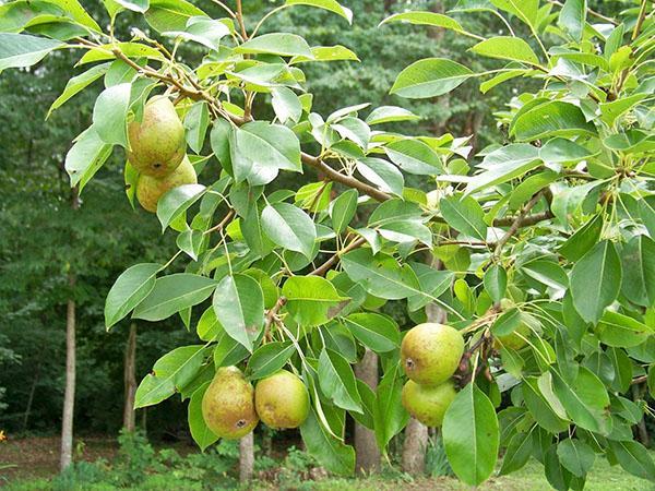 fruta de pera para niños