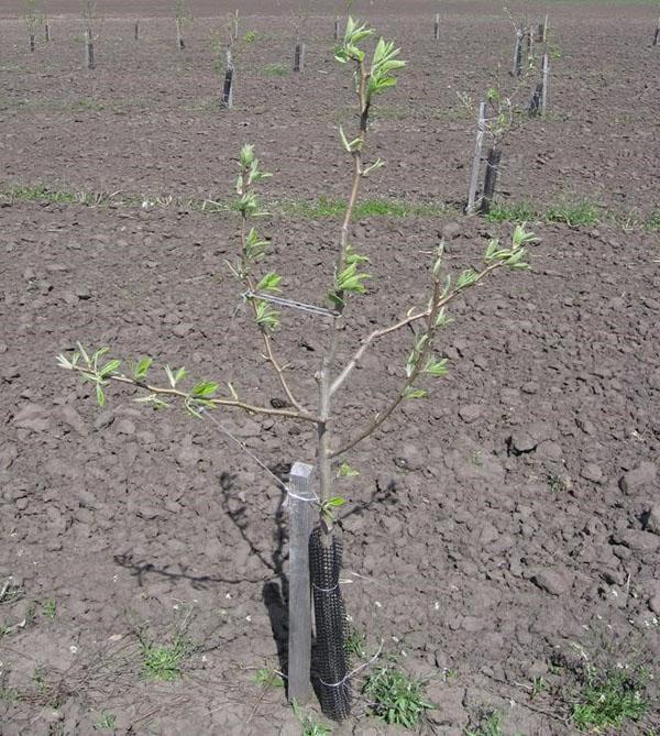 el lugar de plantar variedades de peras Niños