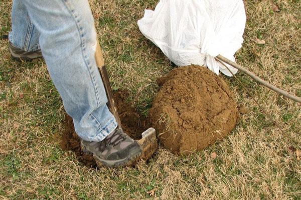 preparación de un lugar para plantar peras