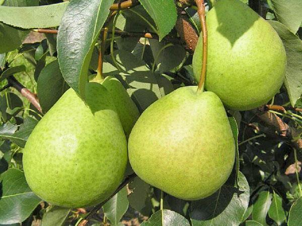 Poire pour enfants