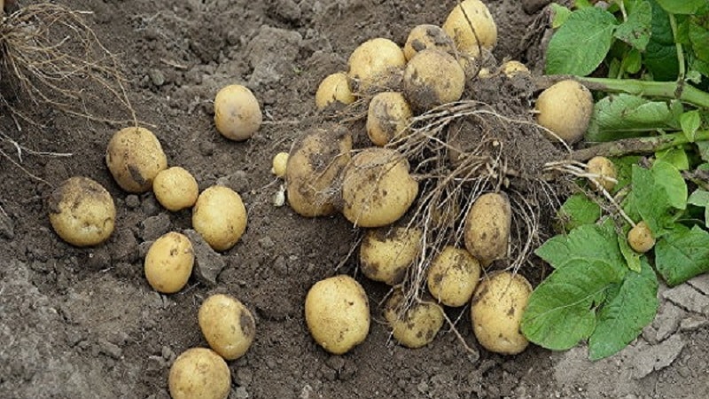 descripción de la variedad de patata lorch