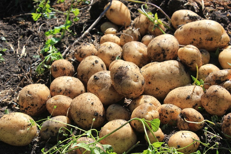 pommes de terre lorches