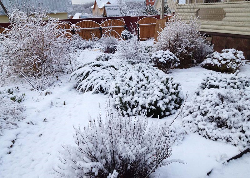 plantas de jardín en invierno