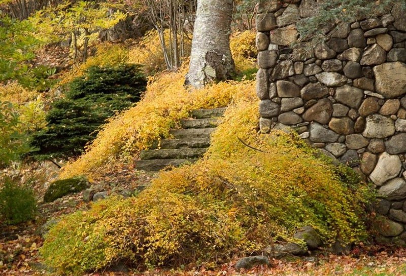 stephanandra en otoño