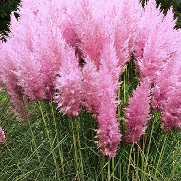 herbe de la pampa rose