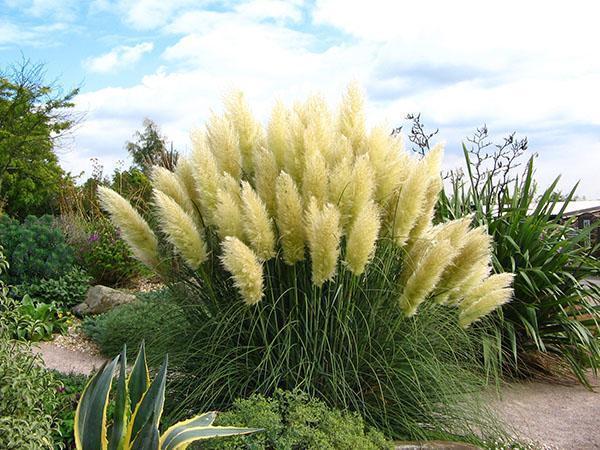 herbe de la pampa dans le paysage