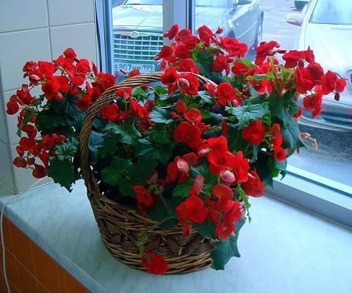 begonia símbolo del amor