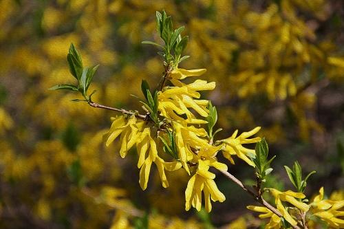 branche de forsythia