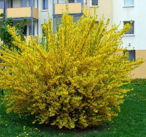 forsythia goldsauber