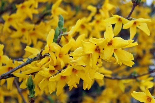 forsythia tetragold