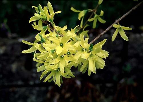 gloire du printemps forsythia