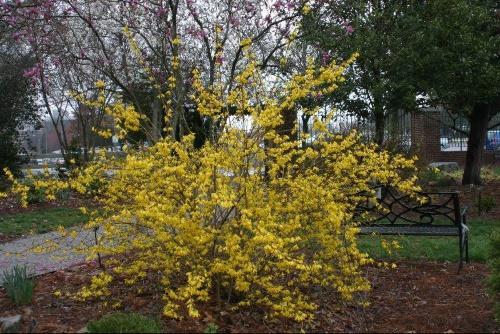 forsythia ovoïde