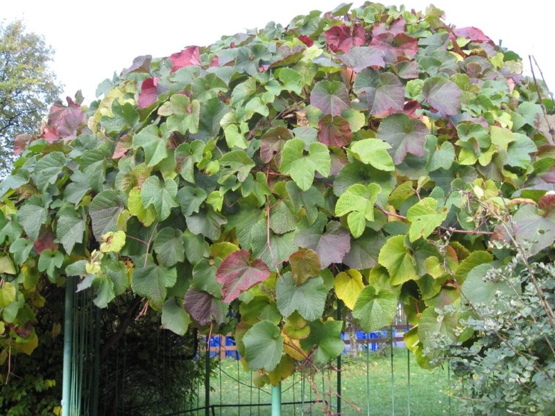 Buisson de raisin de l'Amour