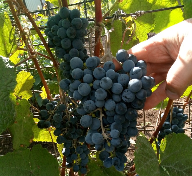 Rendimiento y sabor de las uvas Amur