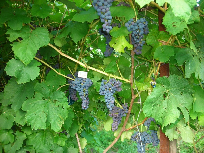 pros y contras de las uvas Amur