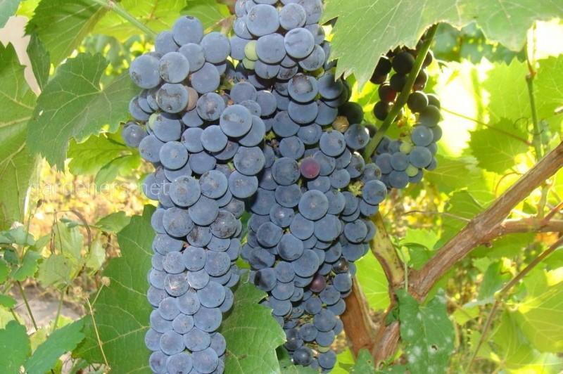 Descripción de las uvas Amur de la variedad reseñas de fotos.