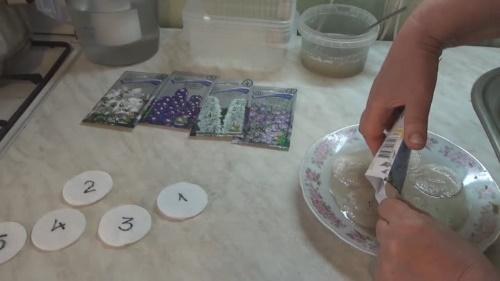 stratification des graines de delphinium