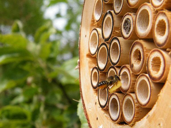 una abeja voló al hotel