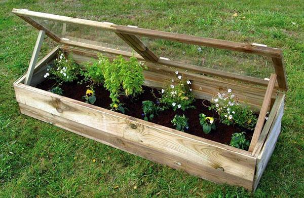 serre pour la culture de légumes primeurs