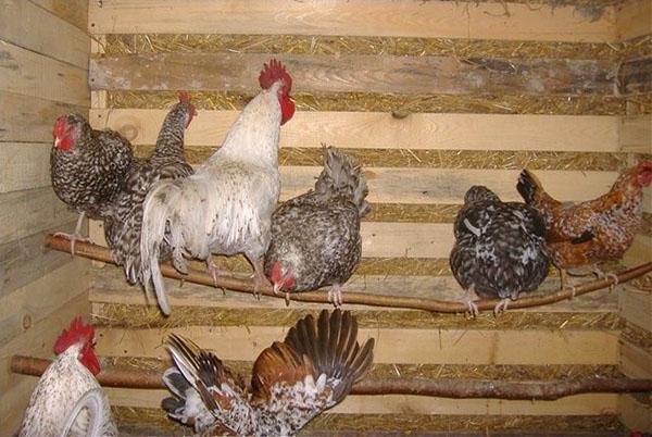Pollos en gallinero