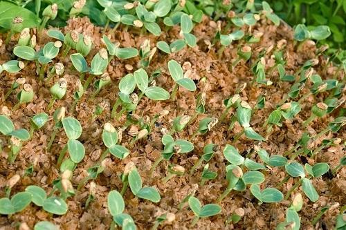 pousses de concombres dans la sciure de bois