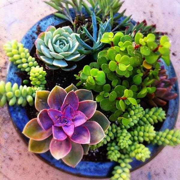 plantes à croissance lente