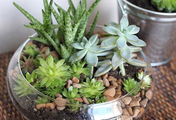 succulentes dans un bol transparent