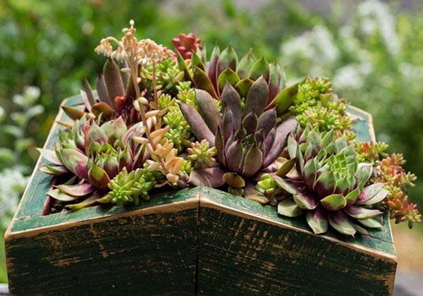 succulentes dans une boîte en bois