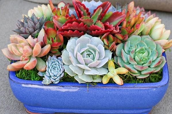 succulentes à la maison