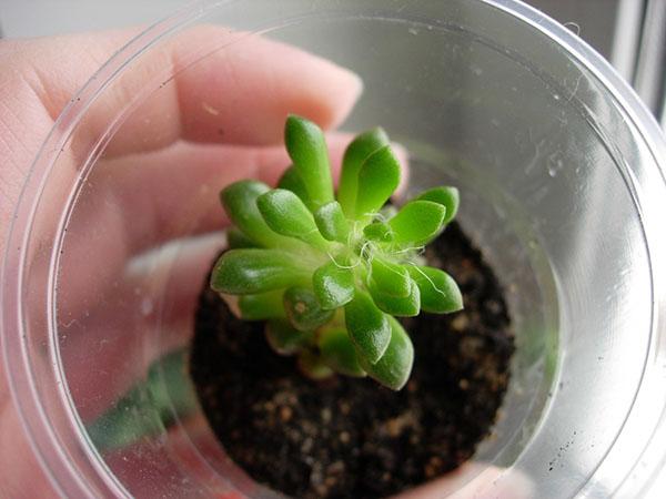nous cultivons succulent