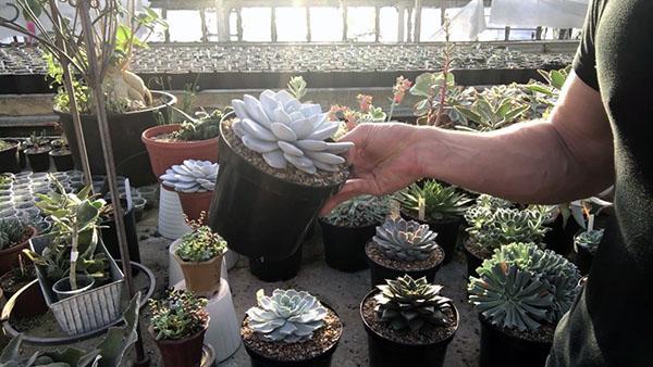 la planta necesita luz difusa brillante