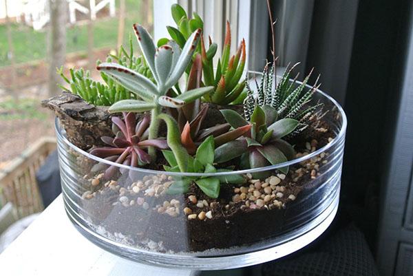 succulentes soins à domicile et température