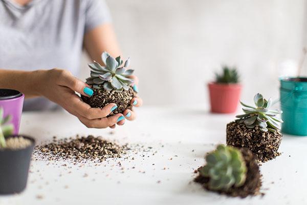 repiquage de succulentes