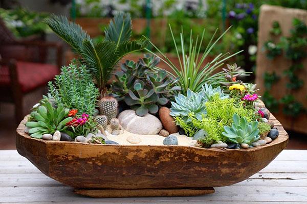 composition de succulentes