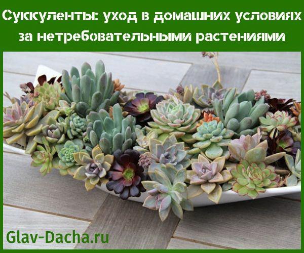 soins à domicile de succulentes