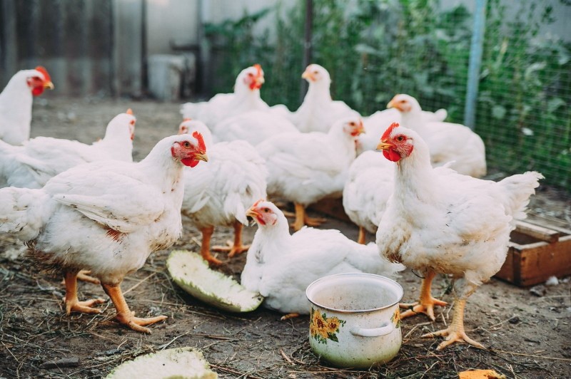 traitement des poulets de chair à la sulfadimézine