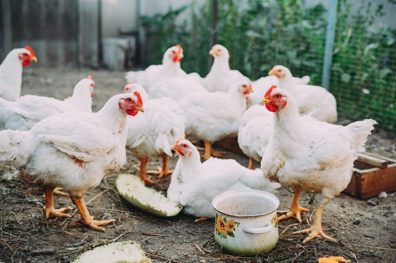 tratamiento de pollos de engorde con sulfadimezina