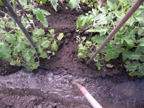 nourrir les tomates