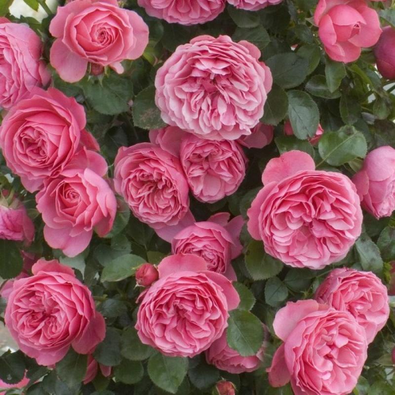 rose léonard de vinci encyclopédie des roses