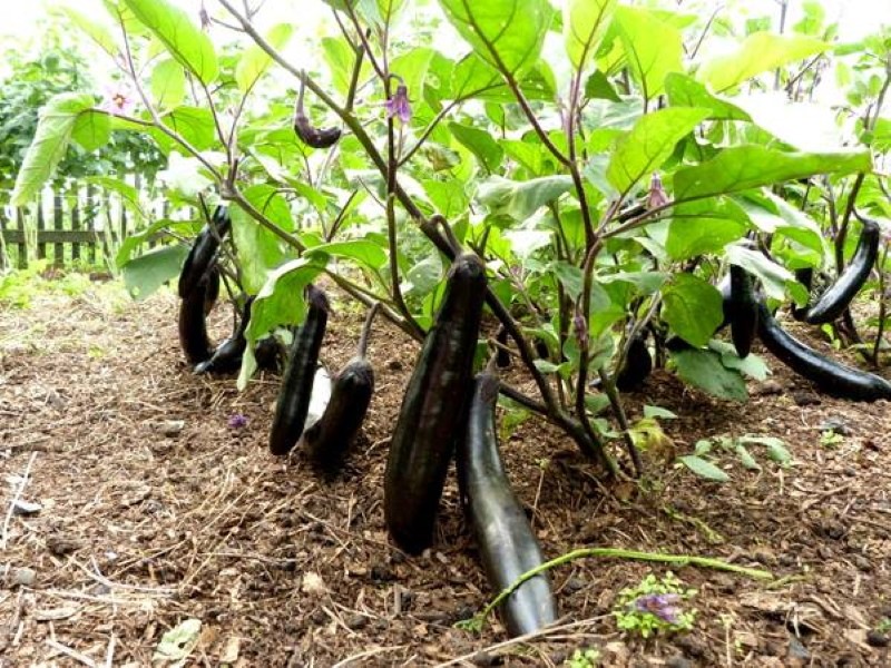 caractéristiques de la culture d'aubergines en plein champ