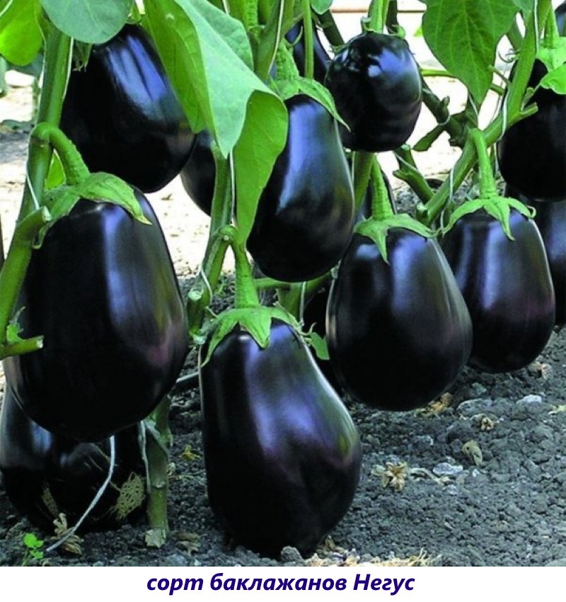 négus d'aubergine