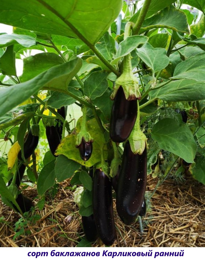 aubergine naine précoce