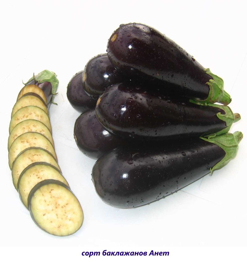 aubergine anet